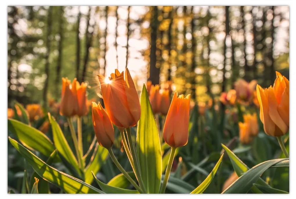 Obraz - oranžové tulipány (90x60 cm)