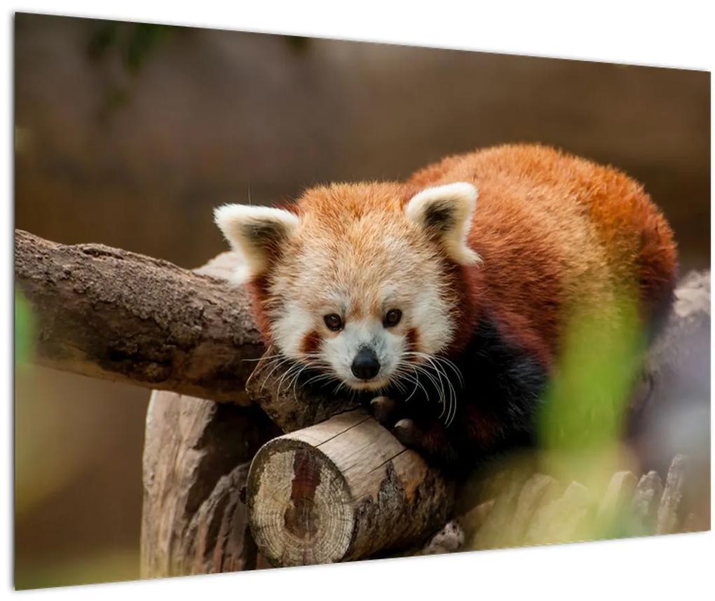 Obraz pandy červenej (90x60 cm)