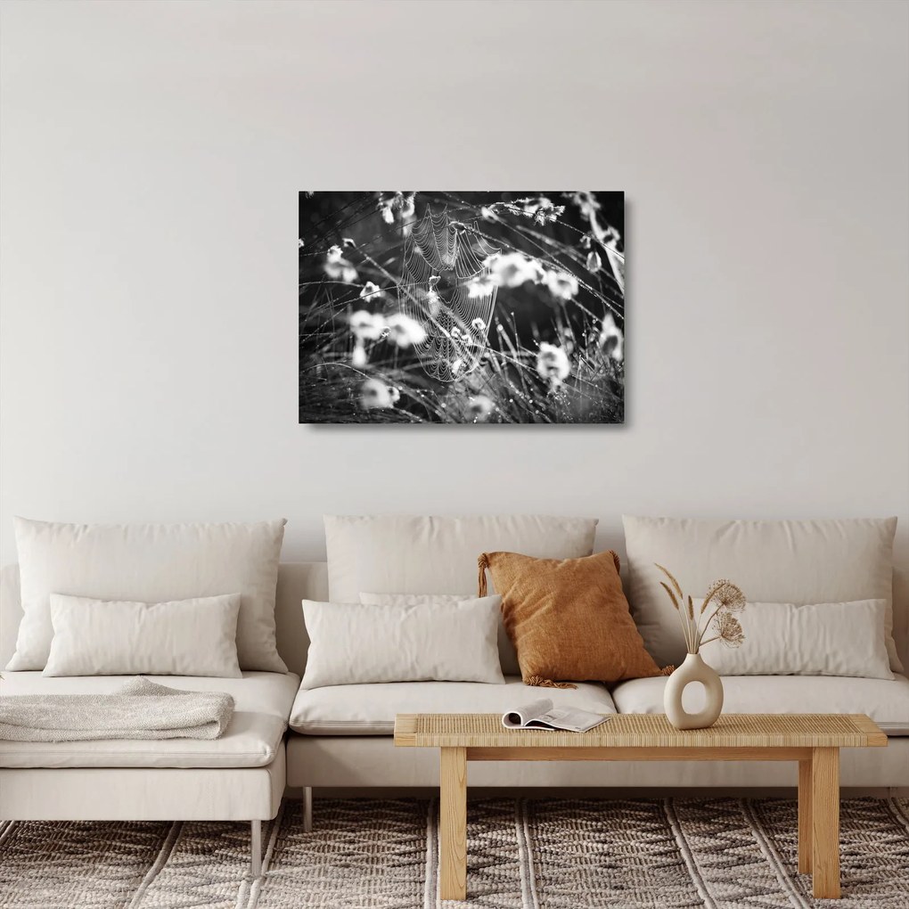 Sklenený obraz - Pavučina na lúke (70x50 cm)