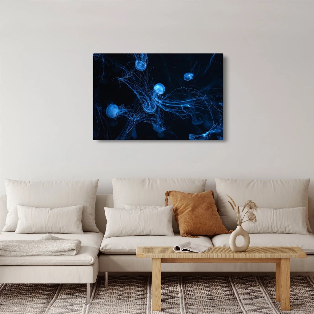 Obraz - Medúzy (90x60 cm)