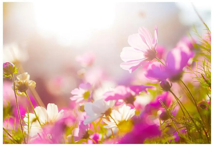 Fototapeta Vliesová Sedmokrásky kvety 312x219 cm