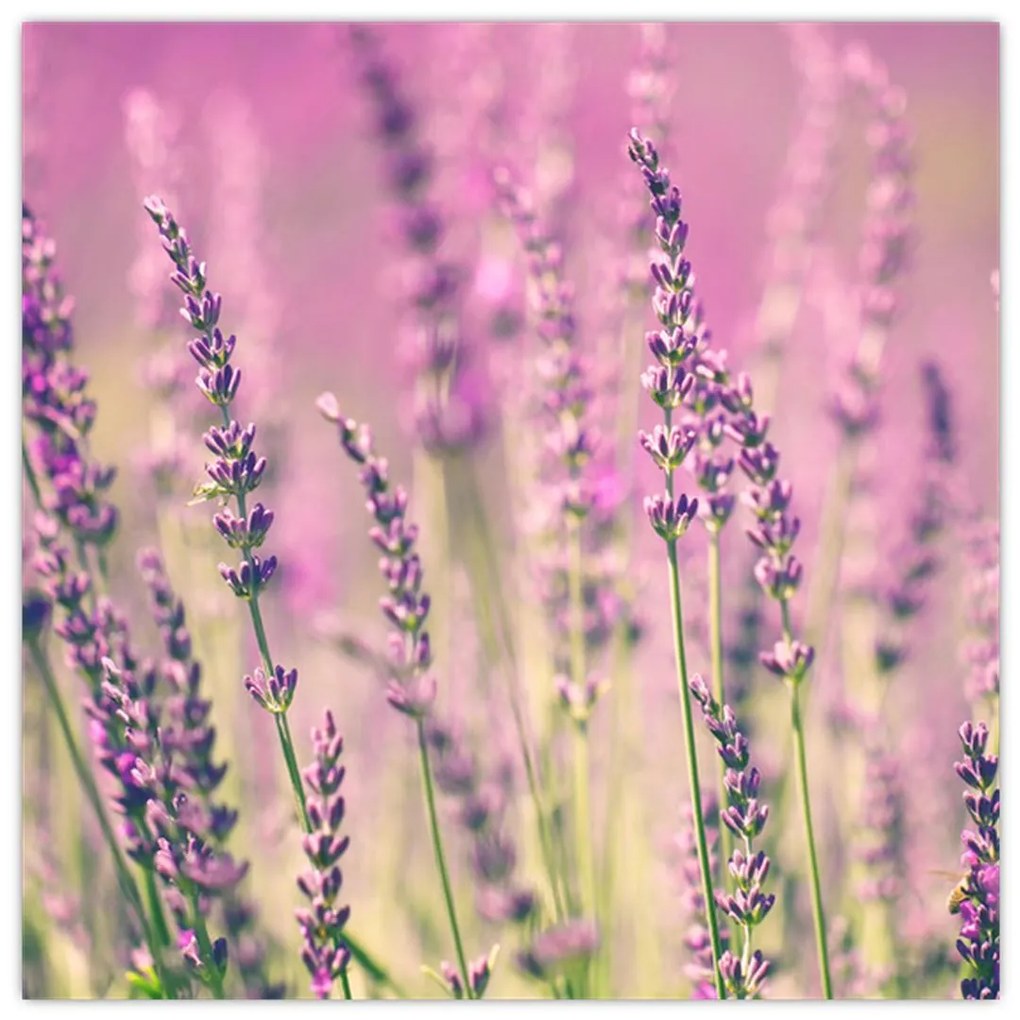 Obraz - levanduľa