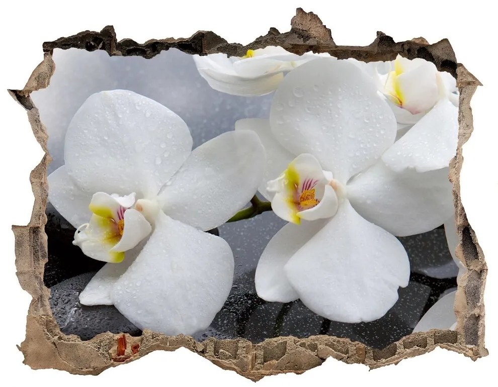 Samolepící nálepka fototapeta Orchidea nd-k-144310520
