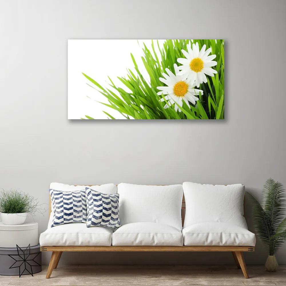 Obraz Canvas Sedmokráska kvet príroda 125x50 cm