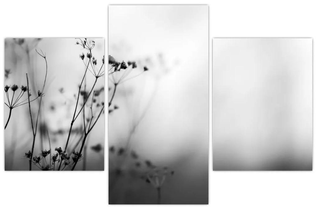 Obraz - Detail lúčnych kvetov (90x60 cm)