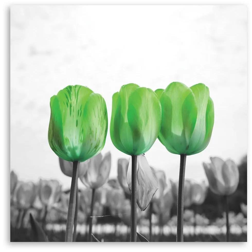 Obraz na plátně Květiny Zelené tulipány - 40x40 cm