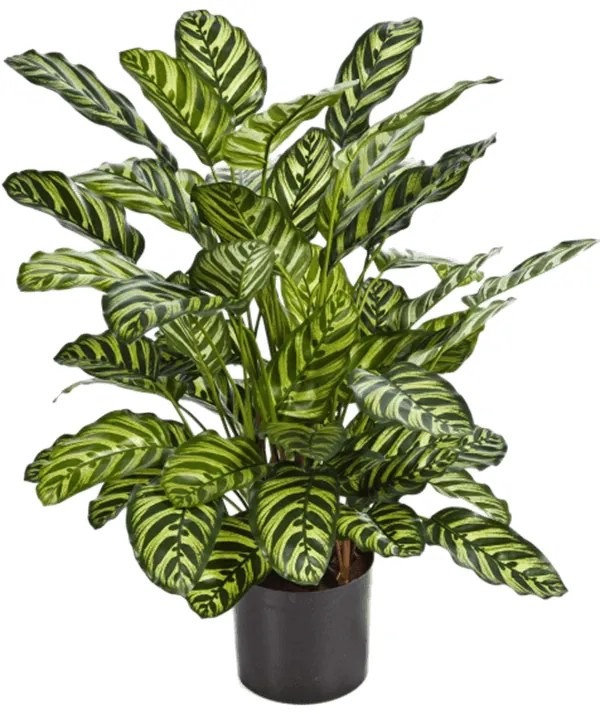 Umelá rastlina Calathea zelená 78 cm