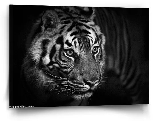 Sablio Obraz Čierno-biely tiger - 90x60 cm
