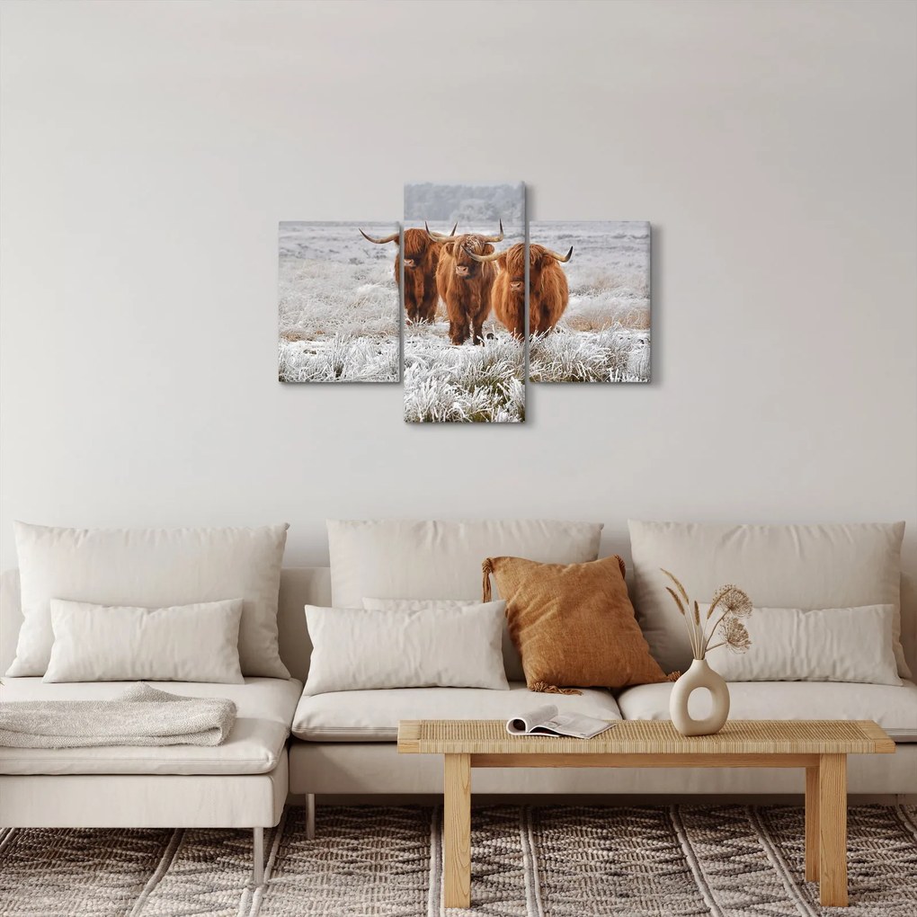 Obraz - Škótske kravy (90x60 cm)