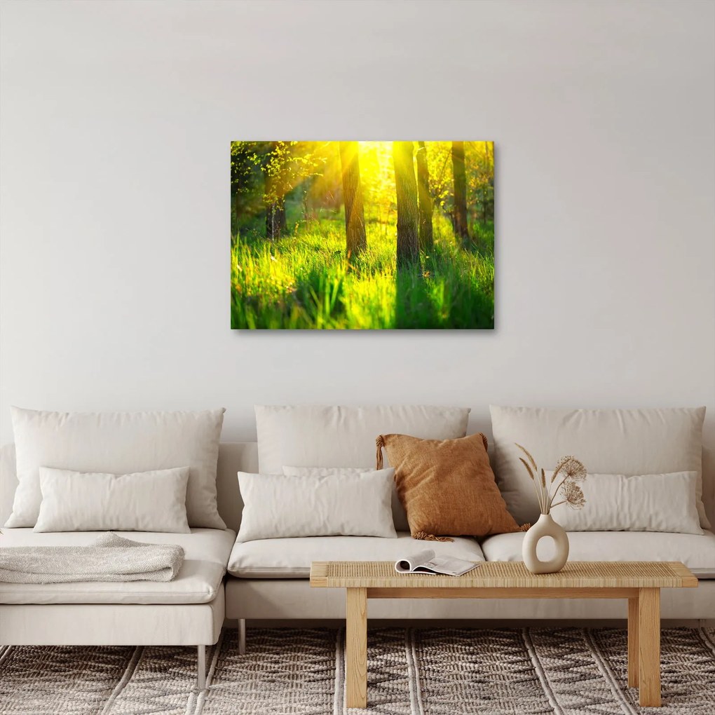 Obraz - Jarné prebúdzanie lesa (70x50 cm)