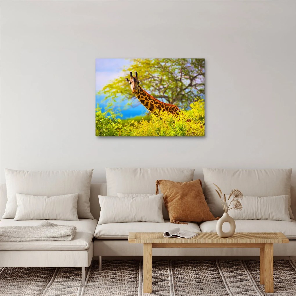 Obraz žirafy v Afrike (70x50 cm)