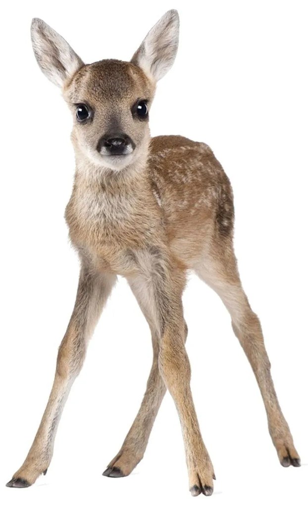 Samolepka do dětského pokoje malý jelenek 78x50 cm