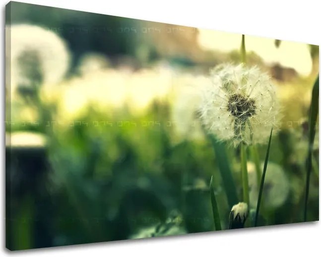 Obraz na stenu KVETY KV051E11 - 60x90 cm