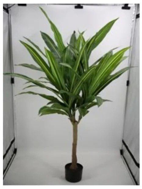 KARE DESIGN Dekorácia Plant Dracaena Fragrans 180 cm