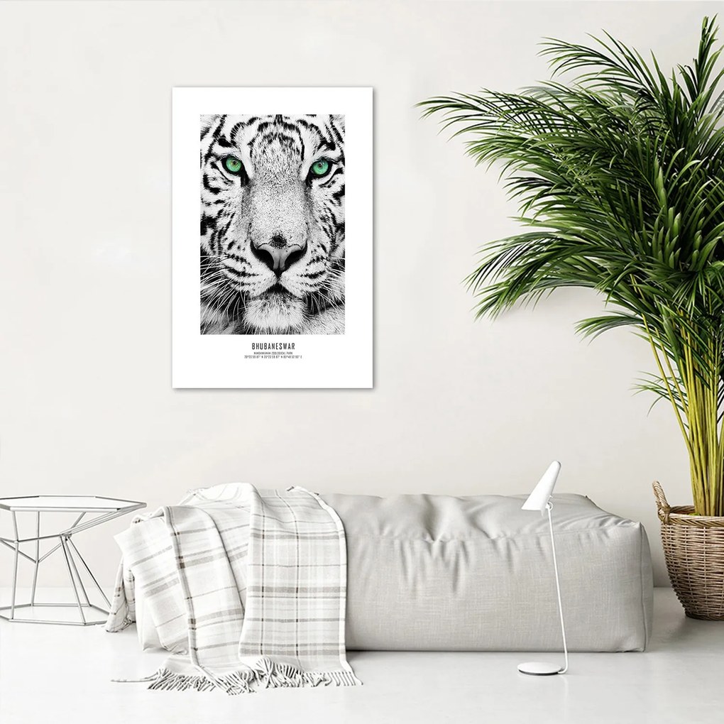 Gario Plagát Biely tiger Farba rámu: Bez rámu, Rozmery: 20 x 30 cm
