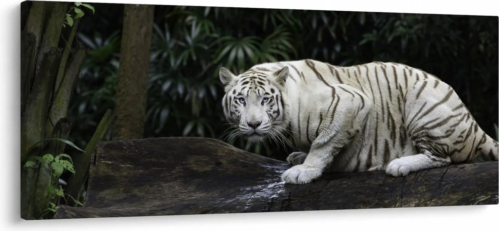 Obraz - Tiger albín (120x50 cm)