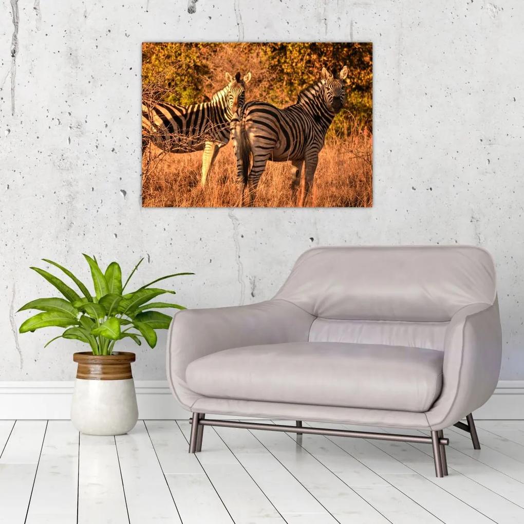 Sklenený obraz zebier (70x50 cm)