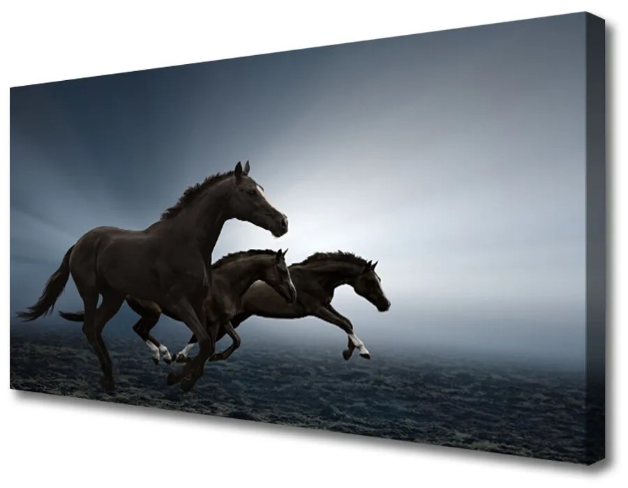 Obraz na plátne Kone zvieratá 100x50 cm
