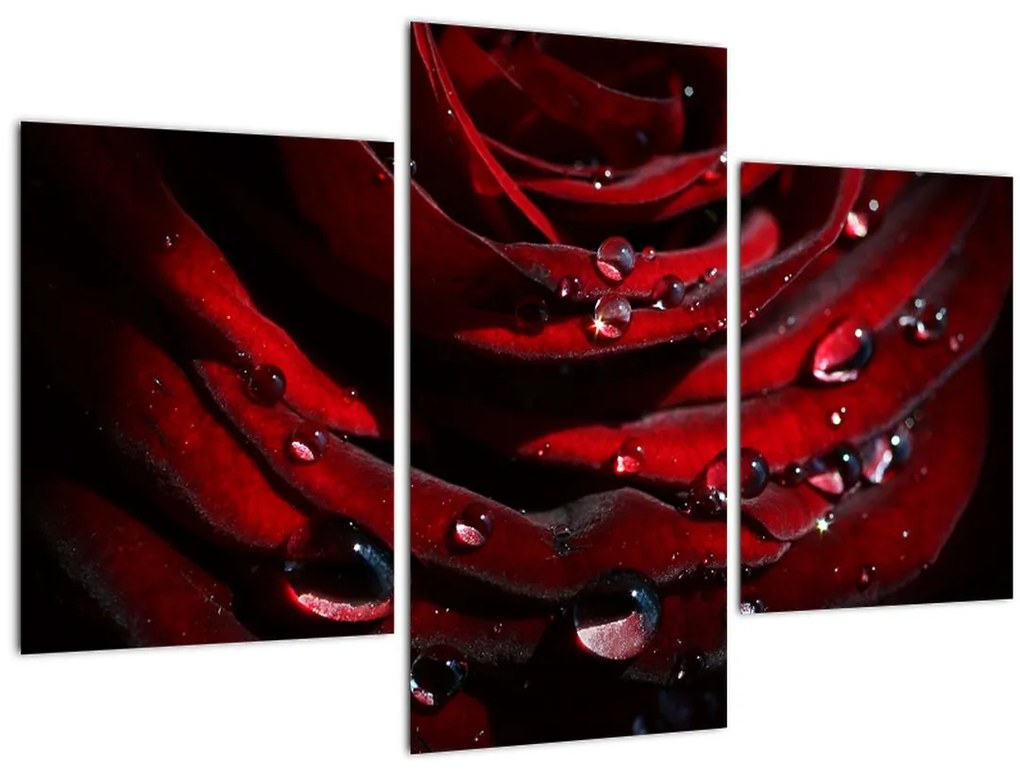 Obraz - Detail ruže (90x60 cm)