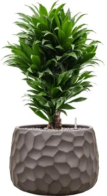 Kvetináč Baq Tortuga Darcy chocolate brown 54x39 cm