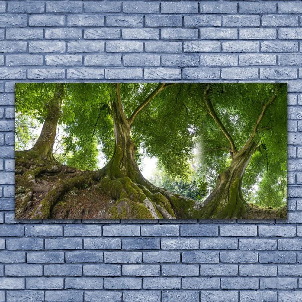 Obraz plexi Stromy rastlina príroda 120x60 cm