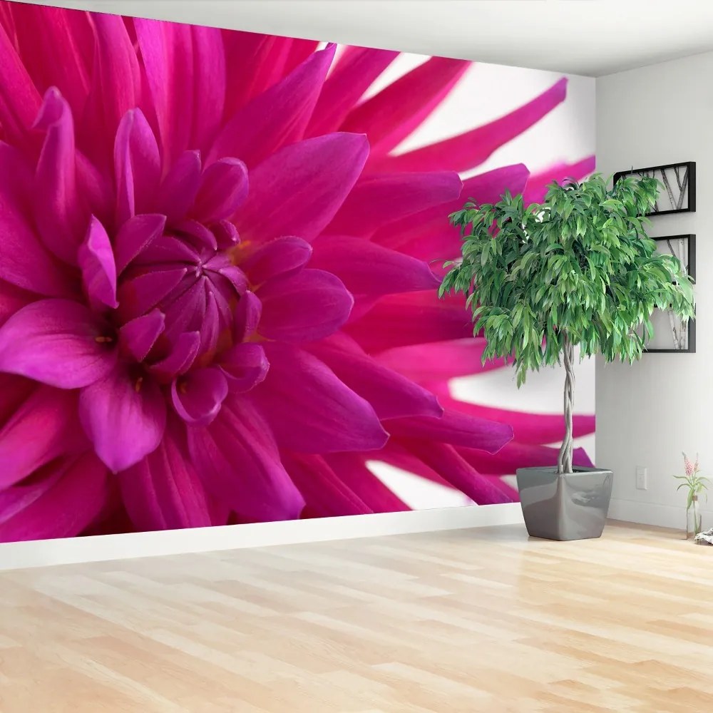 Fototapeta Vliesová Dahlia pink 104x70 cm