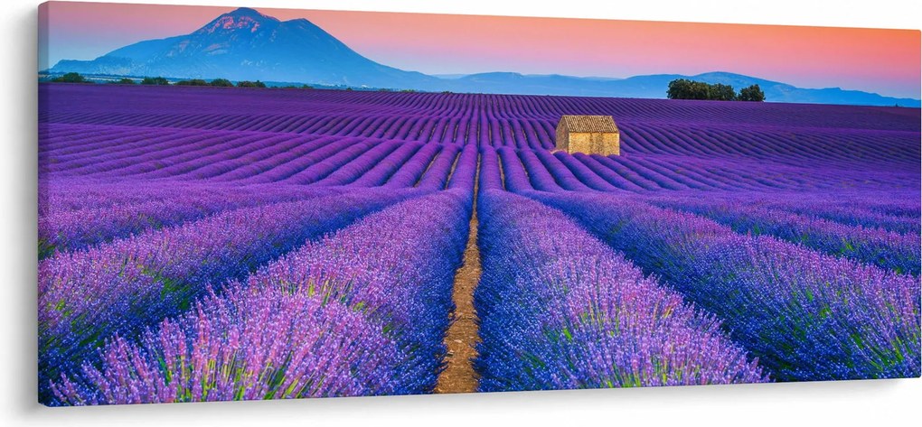 Obraz - Levanduľové pole (120x50 cm)