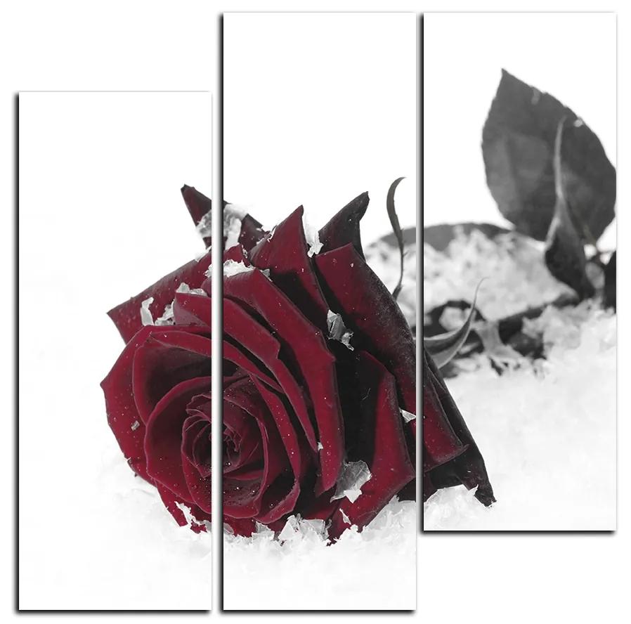 Obraz na plátne - Ruža na snehu - štvorec 3103FB (105x105 cm)