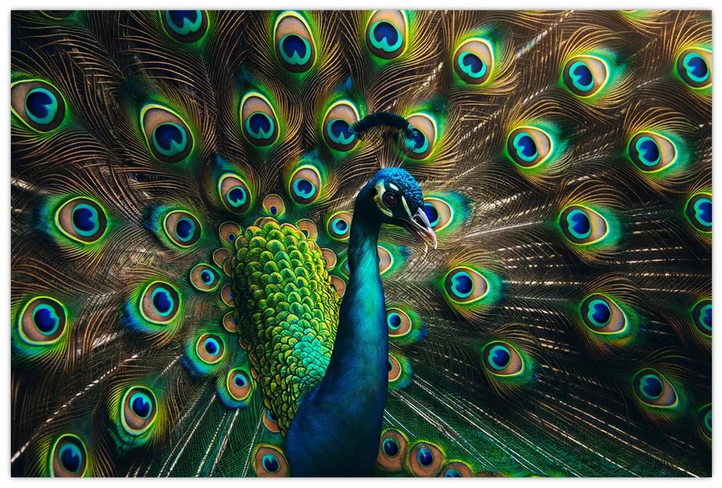 Obraz – Páv (90x60 cm)