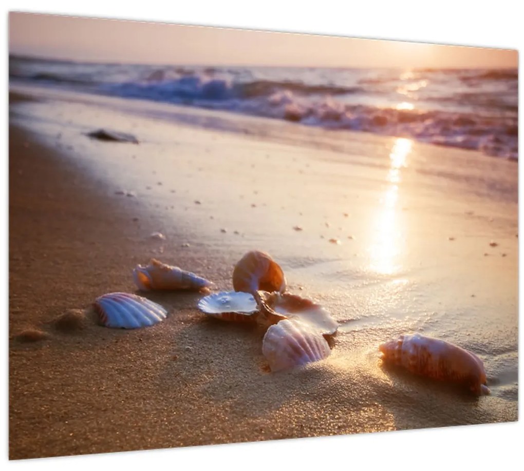 Sklenený obraz - Mušle (70x50 cm)