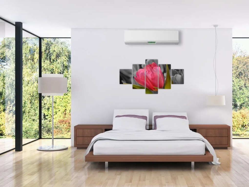 Obraz červeného tulipánu na čiernobielom pozadí