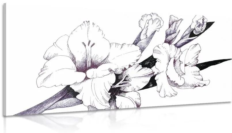 Obraz ilustrácia kvitnúceho gladiolu