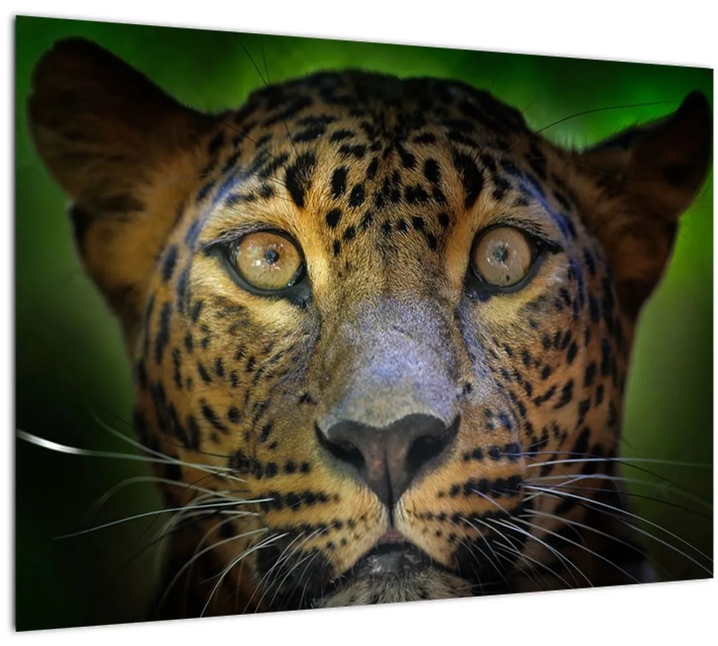 Sklenený obraz - Portrét leoparda, Sri Lanka (70x50 cm)