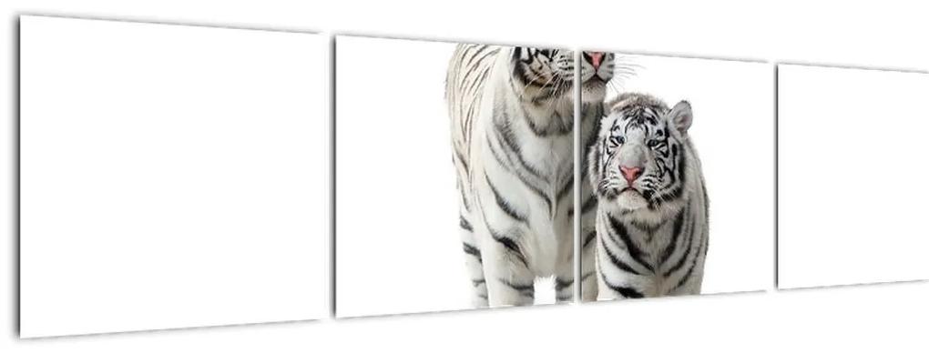 Tiger biely - obraz