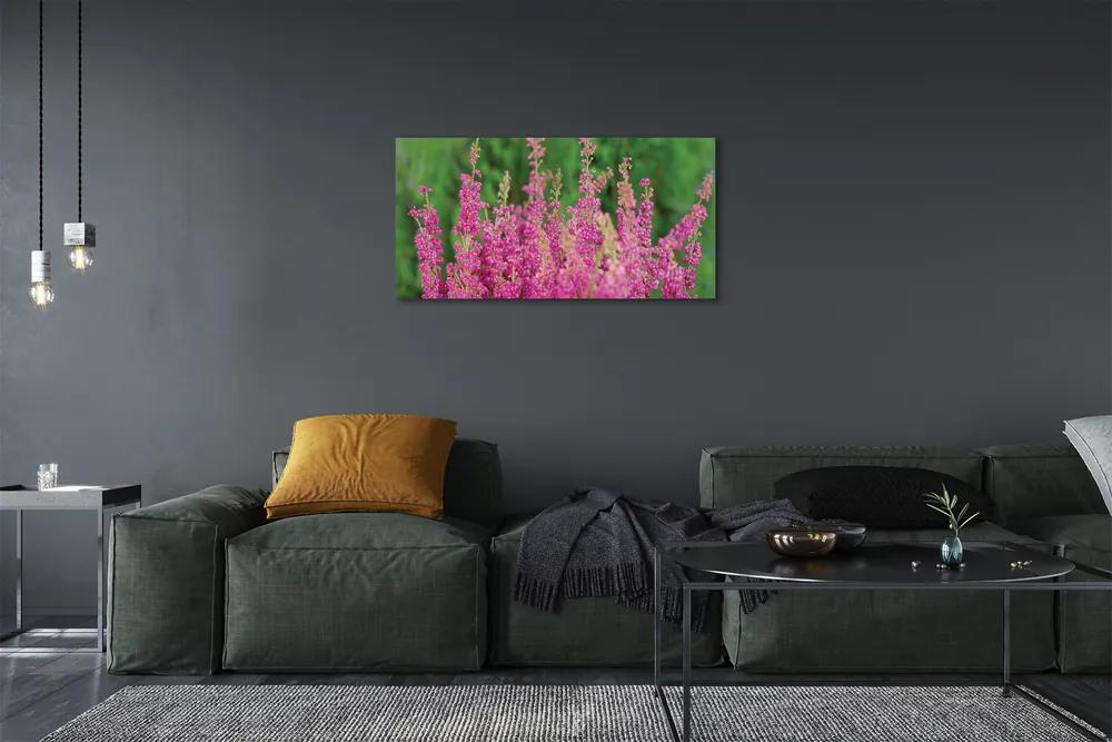 Obraz canvas kvety vresy 100x50 cm