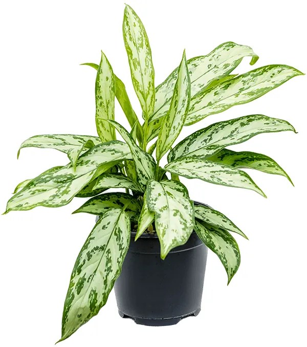 Aglaonema silver queen compact 14x35 cm