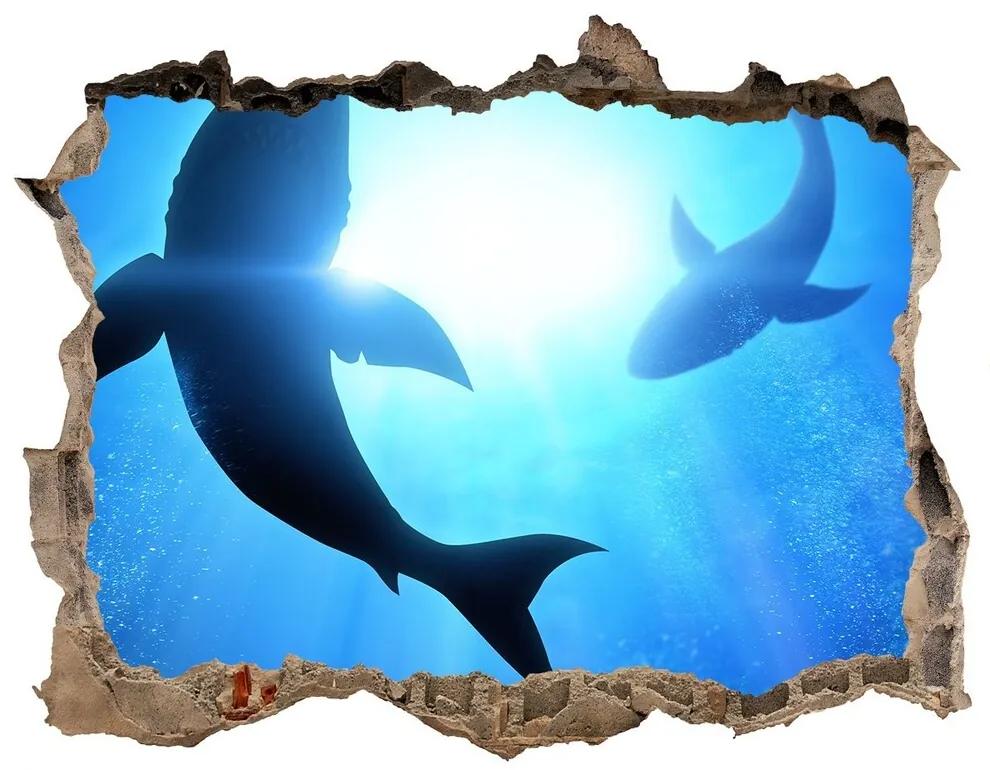 Díra 3D fototapeta nálepka Dva žraloky nd-k-69178156