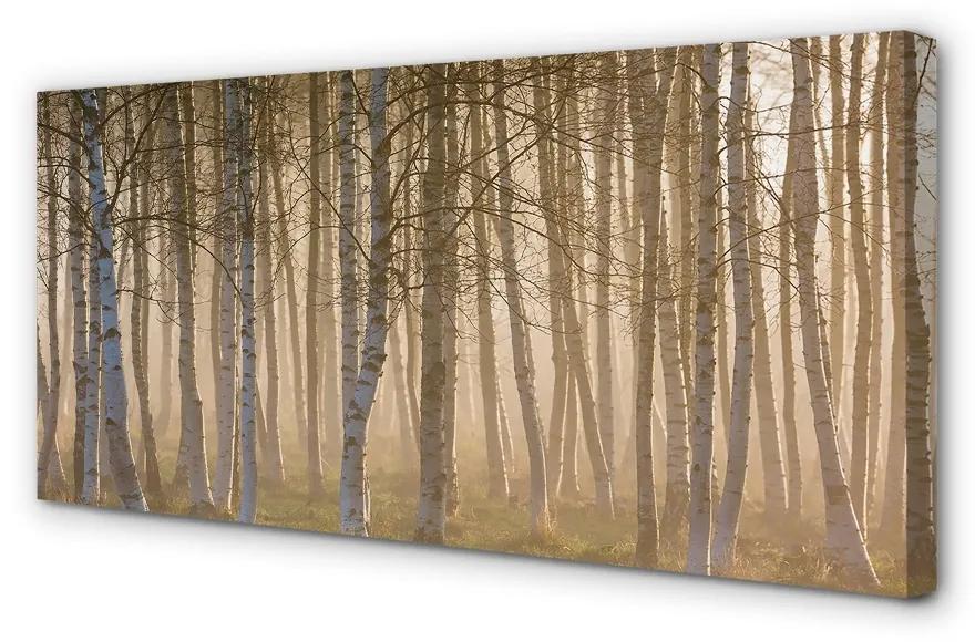Obraz canvas Sunrise strom les 125x50 cm