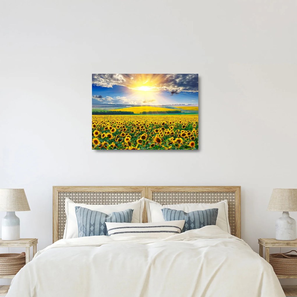 Sklenený obraz - Pole slnečníc (70x50 cm)