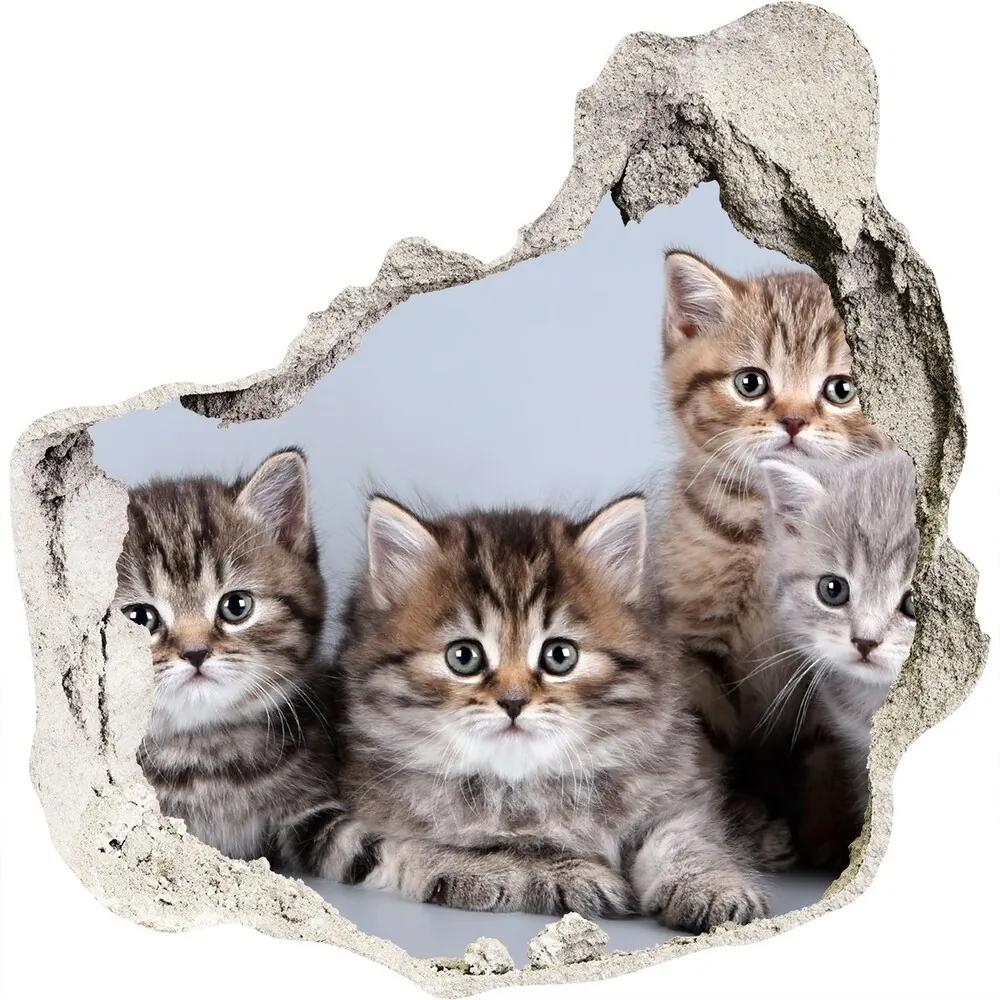 Fototapeta diera na stenu 3D Päť mačiek nd-p-75950374