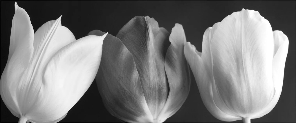 Obraz - Čiernobiele kvety tulipánov (120x50 cm)