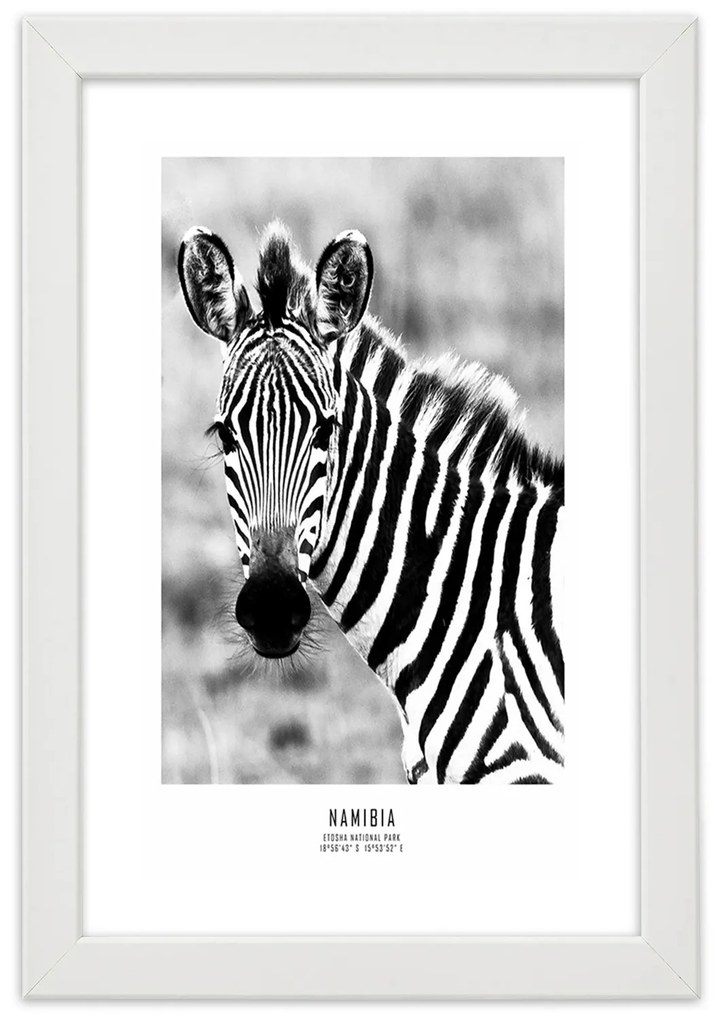 Gario Plagát Zvedavá zebra Farba rámu: Bez rámu, Rozmery: 30 x 45 cm