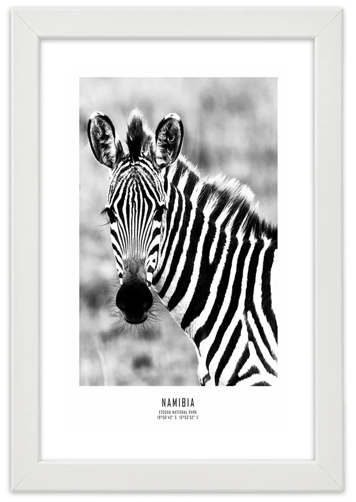 Gario Plagát Zvedavá zebra Farba rámu: Bez rámu, Rozmery: 20 x 30 cm