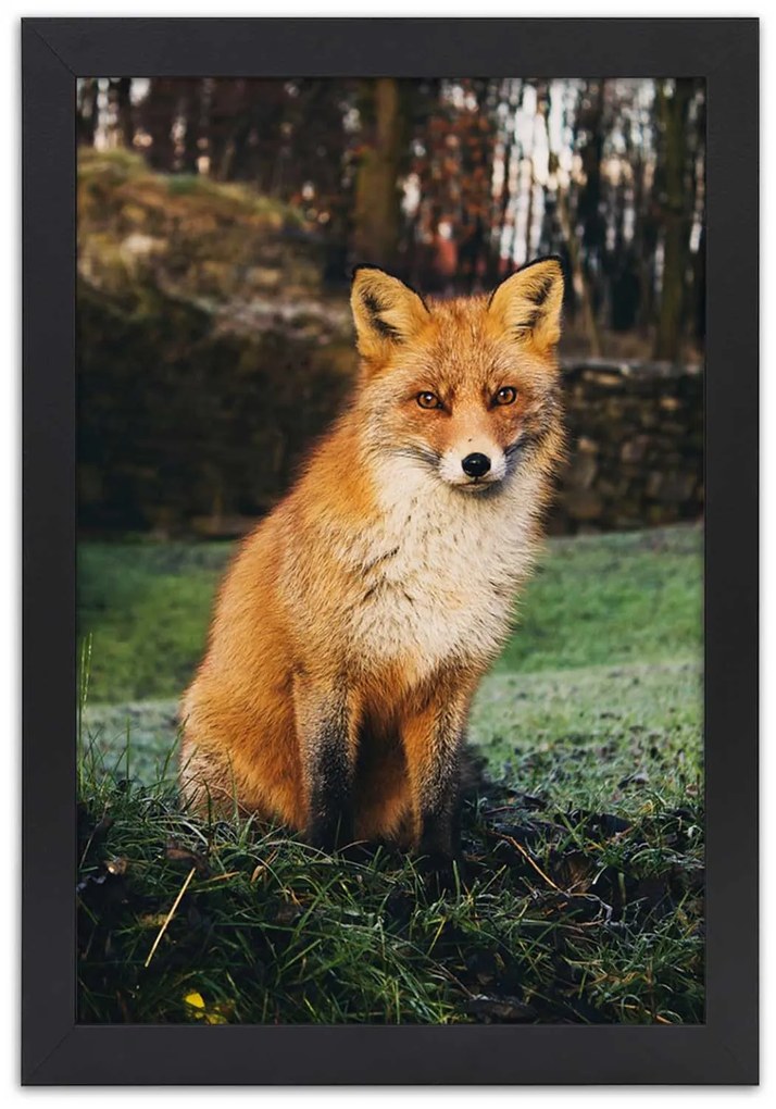 Gario Plagát Líška v lese Farba rámu: Bez rámu, Rozmery: 40 x 60 cm