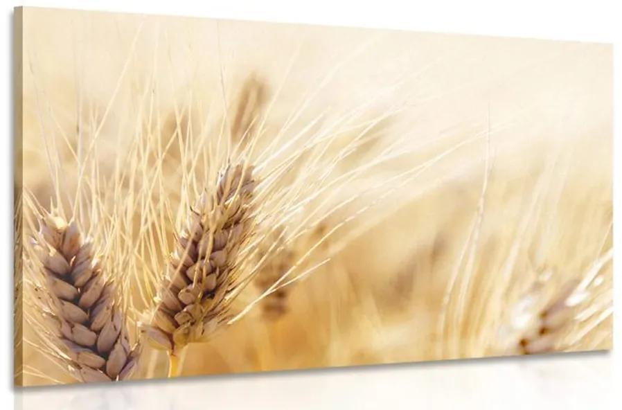 Obraz pšeničné pole Varianta: 90x60