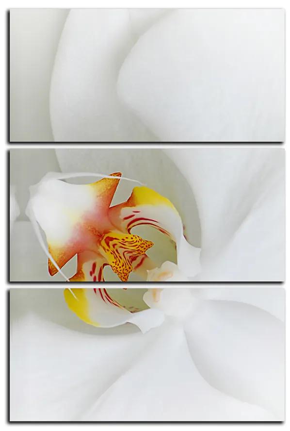 Obraz na plátne - Detailný záber bielej orchidey - obdĺžnik 7223B (105x70 cm)