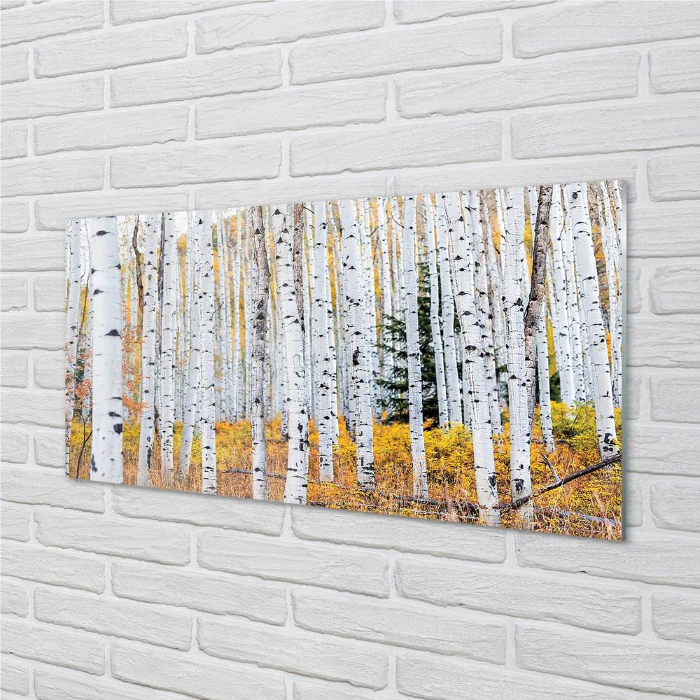 Obraz plexi Jesene breza 125x50 cm