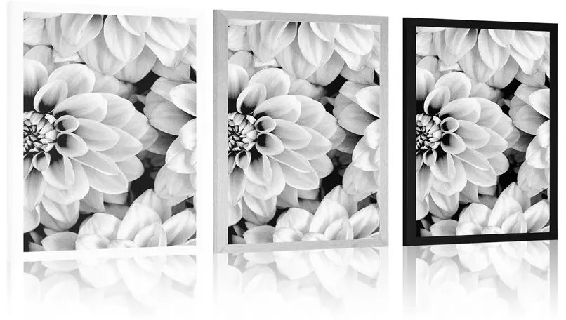 Plagát kvety dálie v čiernobielom prevedení - 60x90 silver