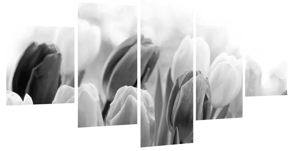 Čiernobiely obraz pučiacich tulipánov (K012127K12570)