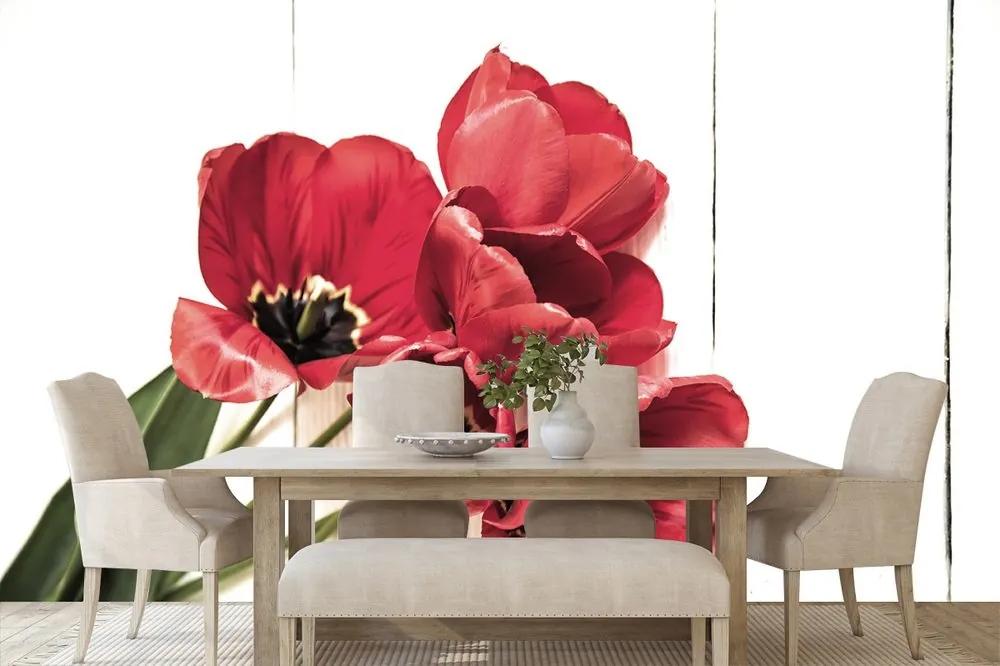 Fototapeta rozkvitnuté červené tulipány - 225x150